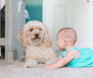 carpet cleaning in new jersey, carpet cleaning in new jersey, carpet cleaning new jersey, carpet cleaners in new jersey, carpet cleaners in new jersey, commercial carpet cleaning, commercial carpet cleaning in new jersey, new jersey rug cleaners, rug cleaning services in new jersey, same day carpet cleaning, same day rug cleaning